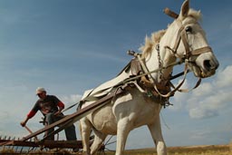 Horse, pulling rake cart, Turkey.