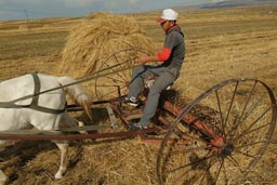 Lake Cildir, Young Man on horse cart, raking hay.