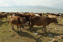 Cattle, Lake Cildir, Turkey.