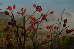 Rosehips, spider web thaw.