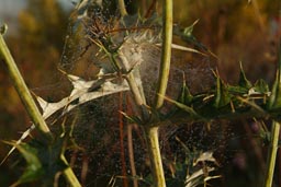 Thistle, spiderweb.