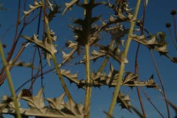 Thistle, spiderweb, blue sky.