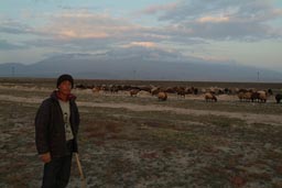 Shepherd and sheep, in front of Mount Ararat.