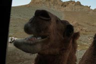 julia, Mogolian camel.