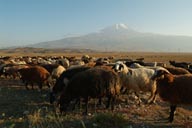 Sheep, Mount Ararat.
