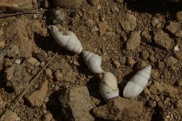 Snails, shells on top of mountains. Near Mount Ararat.