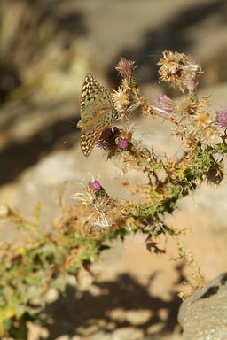 Butterfly, thistle, eastern Turkey.