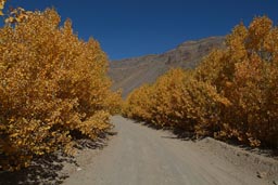 Autumn colours, road in Nemrut crater, Turkey, Van.