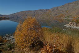 Caldera and lake, fall, yellow trees and bushes around blue lake.