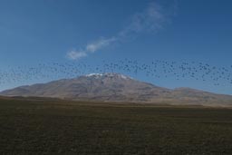 Suphan Dagy, birds, Turkey.