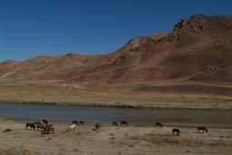 Horses, in Kurdish Anatolia.