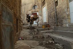 Donkey in an alley, uphill Mardin, Turkey.