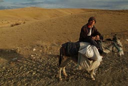 Shepherd on donkey.