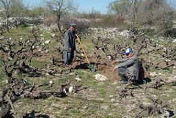 Men working their vineyard, Uzuncaburc, Turkey.