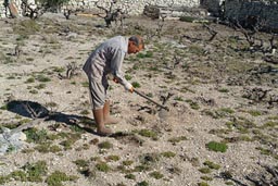 Man working in vineyard, Turkey, Uzuncaburc.