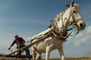 Horse pulled rake cart, Anatolia, making hay. Horse pulled rake cart, Anatolia, making hay.