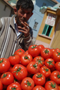 Tomatoes vendor cigarette smoking, Konya.