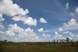 Swamps, savanna, Belize, Dangriga road.