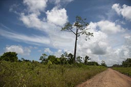 Belize, Ceiba by the road.