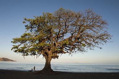 Tree Brasilito beach, Costa Rica, morning.