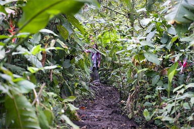 Manzanillo jungle trail, Costa Rica.