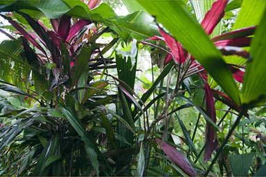huge plants, Costa Rica, Manzanillo jungle.