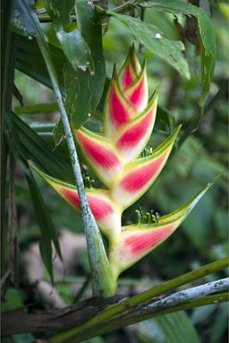 Helikonie: heliconia wagneriana peterson. Manzanillo jungle, Costa Rica, 