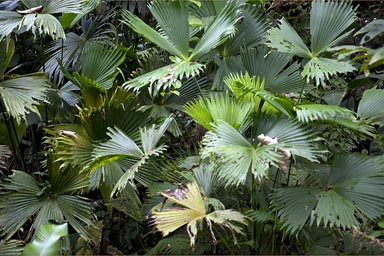 Tree ferns, Manzanillo coast Costa Rica.