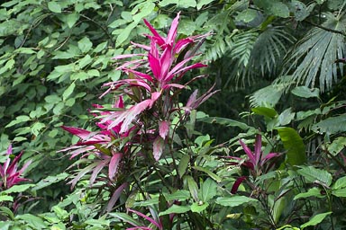 Cordyline fruticosa, Cabbage Palm, red jungle plants, Manzanillo, Costa Rica.
