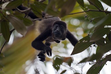 Monkey in the sky. Manzanillo, Costa Rica.