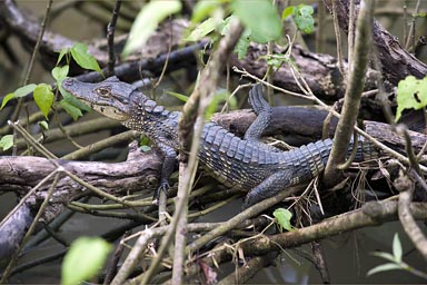 Baby caiman, Costa Rica, Cahuita. Spectacled caiman.