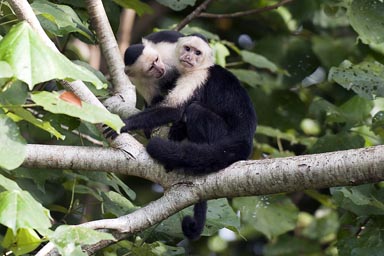 Capucines (monkeys) behind Riverside Lodge, Cahuita, Costa Rica.