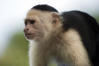 Capucine, Cahuita, Costa Rica.