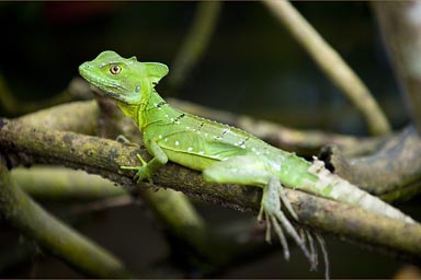 Emerald basilisk, Costa Rica, Cahuita.