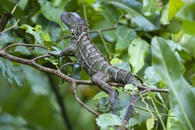 Green in green, iguana, Cahuita, Costa Rica.