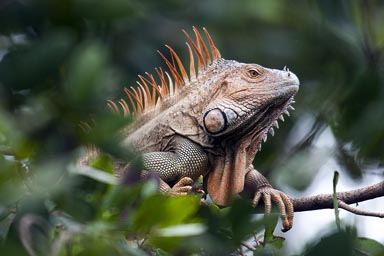 Huge golden iguana atop green leaves, Cahuita jungle, Costa Rica.