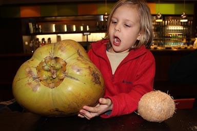 Nele enthused by huge coconut. 