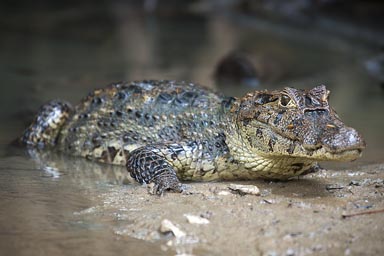 Spectacled caiman, Cahuita, Costa Rica.