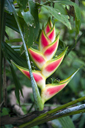 Helikonie: heliconia wagneriana peterson. Manzanillo jungle, Costa Rica, 