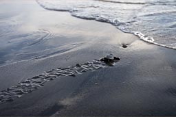 Go baby go, small turtle runs into the ocean, grabs the first wave and paddles out into the unknown, into freedom. El Zonte volcanic black beach, El Salvador.