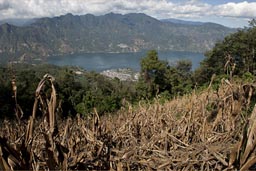 Corn fields, San Pedro Volcan. Lake Atitlan below.