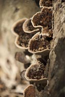 Fungi on fallen down tree, Laguna Lachua.