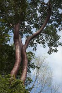 Older tree rising above canopy.