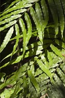  Huge fern, Laguna Lachua.