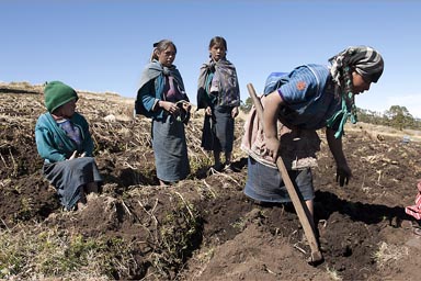 Potato harvesting, Western Highlands Guatemala on 3600m..