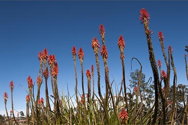 Magic natur, red flowering plants in the Western Highlands Guatemala.