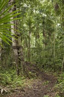 Maya jungle, Peten.