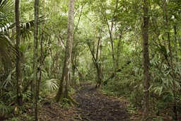 El Mirador trail, camino Maya, Peten, Guatemala.