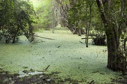 Lake in the jungle.