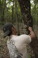 Zapote cutting, the tree's resin is used for jewing gum production.